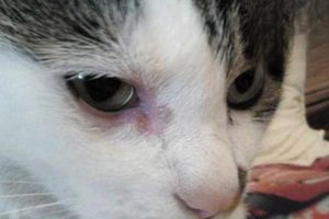 What to Do When Your Cat’s Eyes Are Inflamed and Tearing