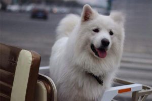 What to Do When Your Dog Eats Things on Walks