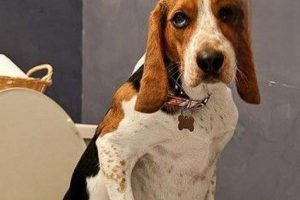 What to Do When Your Dog Has Red, Loose Stools