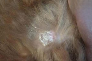 What to Do When Your Dog Has Ringworm
