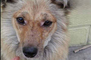 What to Do When Your Dog Has Ringworm on Its Face