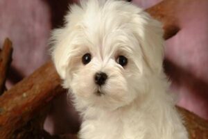 What to Do When Your Dog Is Scared of the Vet