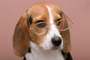 What to Do When Your Dog Won’t Eat and Vomits