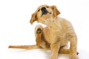 What to Do When Your Dog’s Skin Is Ulcerating and Oozing