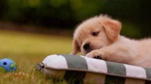 What to Do When Your Pet Catches a Cold During Seasonal Change