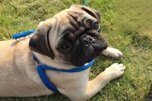 What to Do When Your Pug Is Shedding