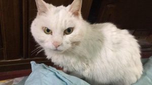 What to Feed a Cat with a Weak Stomach and Severe Diarrhea