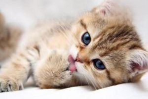 What to Give a Cat With Diarrhea