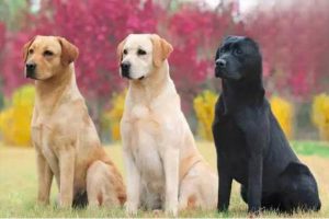 What to Know About Feeding a Labrador Retriever