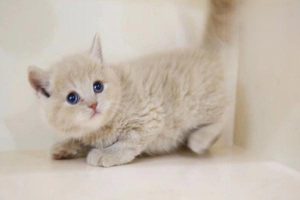 What to Know Before and After Cat Spay or Neuter