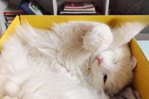What to Know Before and After Spaying Your Female Cat