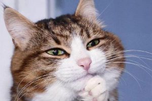 What to Prepare Before Getting a Cat