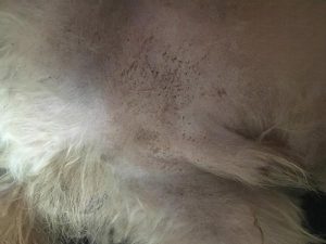 What to Use for a Dog With Itchy Red Dots