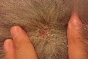 What to Use for a Puppy With a Mite Infection