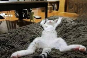 What Your Cat’s Sleeping Pose Reveals
