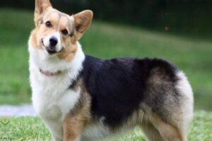 What Your Dog’s Different Facial Expressions Mean