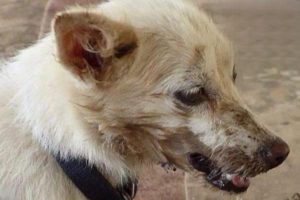 When a Dog Is Infected with Rabies