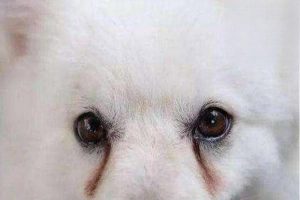 Which Dog Food Helps Avoid Tear Stains?