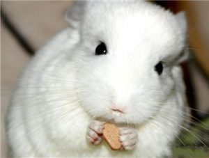 White Chinchilla