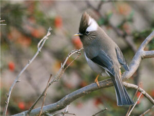 White-collared Yuhina