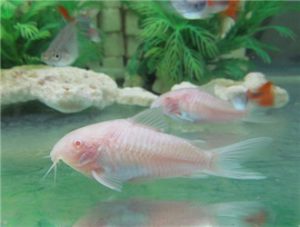 White Corydoras