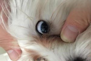 White Film Covering Your Cat’s Eyeball