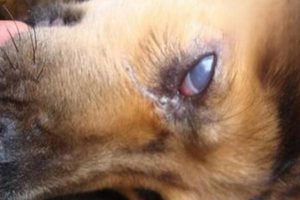 White Film Over a Dog’s Eye