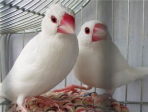 White Java Sparrow