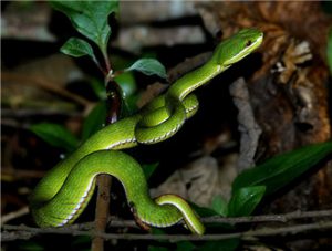 White-lipped Pit Viper