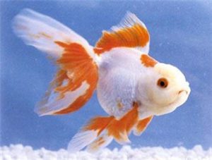 White Oranda with Five Red Fins