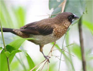 White-rumped Munia
