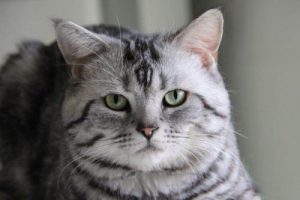 Why Are My Cat’s Tears Red?