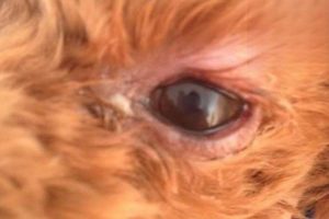 Why Are My Teddy Dog’s Eyes Red?