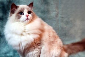 Why Cats Pee Outside the Litter Box: Medical Causes