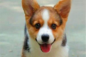 Why Corgis Have Such Short Legs