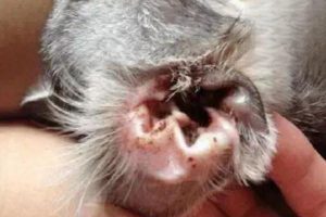 Why Do Cats Get Ear Mites?