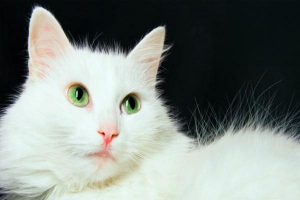 Why Do Cats Seem So Aloof?