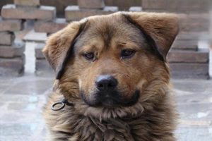 Why Do Some Dogs Have Floppy Ears?