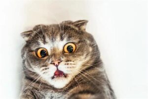 Why Do Stray Cats Keep Meowing?