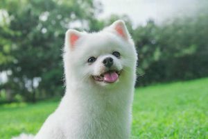 Why Dogs Lick Their Genitals and When to Worry