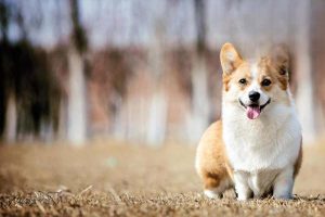 Why Has Your Dog’s Coat Gone Hard?