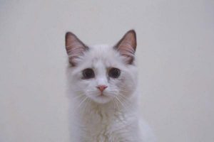 Why Is My Cat’s Eye Tearing Up? Causes and Care