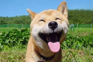 Why Is My Dog Unsteady on Its Feet and Falling?