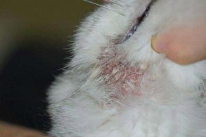 Why Is the Skin Around My Cat’s Mouth Red?