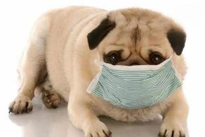 Why Is Your Dog Vomiting White Foam and Mucus?