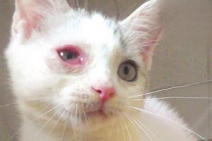 Why One of Your Cat’s Eyes Is Suddenly Red and Swollen