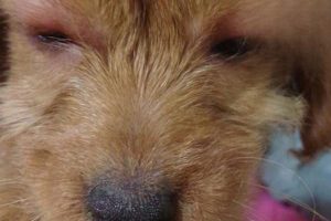 Why Won’t My Dog Open Its Eyes?