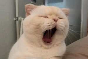 Why You Should Spay or Neuter Your Cat
