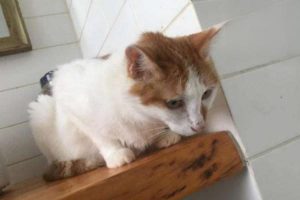 Why Your Cat Won’t Eat After Vaccination