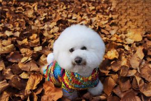 Why Your Dog Has Black Patches on Its Belly